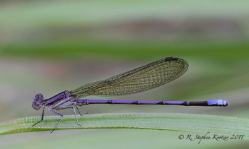 Argia fumipennis, male